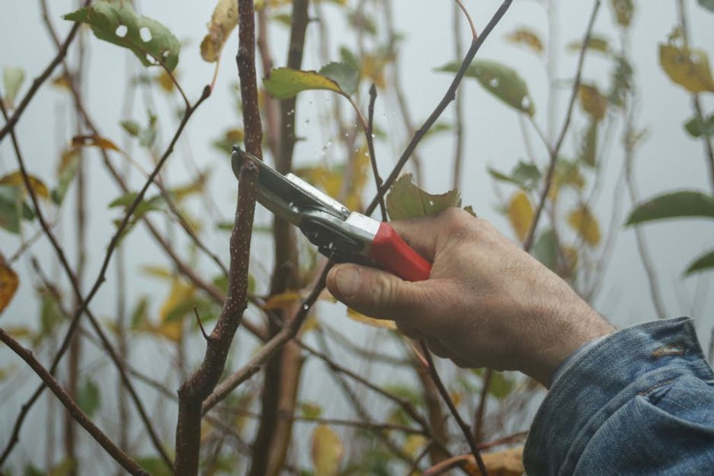 professional tree pruning